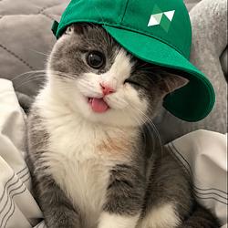 POLOCAT