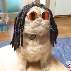 BOMBOCAT