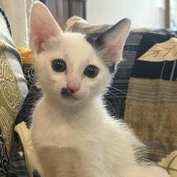 Kitler / SOL