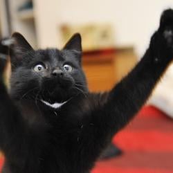 ClapCat