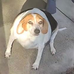 DOGXXL / SOL