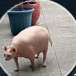 hogcat / SOL