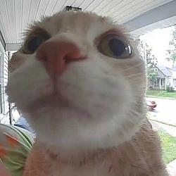 CATO