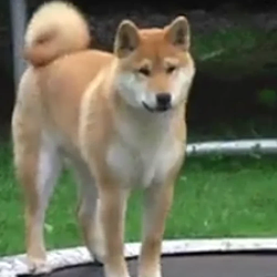 trampolinu