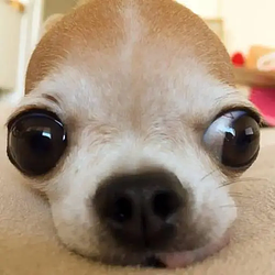 FOMODOG