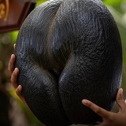 cOCO-coco