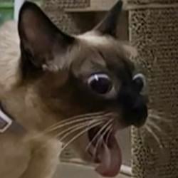 SCREAMCAT