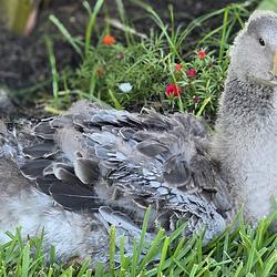 GOOSEY