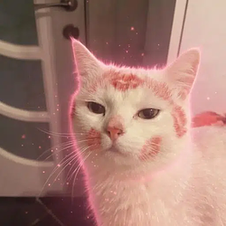 KISSCAT