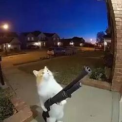 cat / SOL