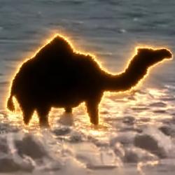 Camel