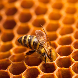 BEE / SOL