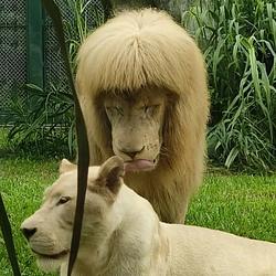 $MLION / SOL