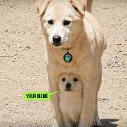 The Under Dog / BNB