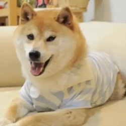 DOGUE / SOL