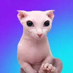 Bingus