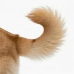 TAIL