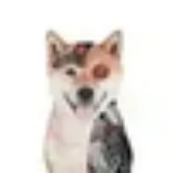 Animal Intelligence