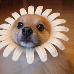 SUNDOG / SOL