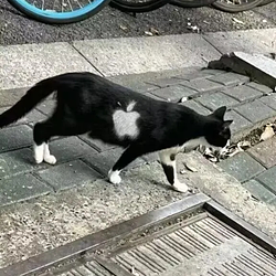 ACAT