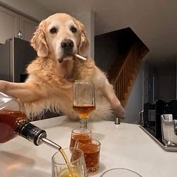 boozedog