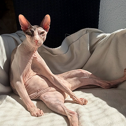 CATS