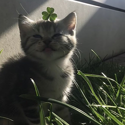 Sunpaw