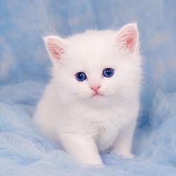 KITTY