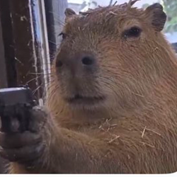 Capybara