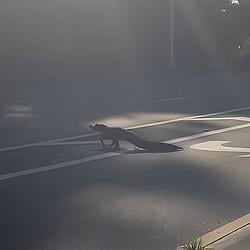 alligator