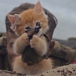TrenchCat
