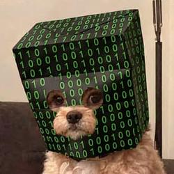 Cypher Dog