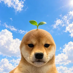 OI