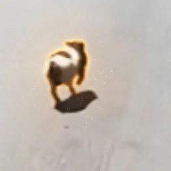 Wilbur