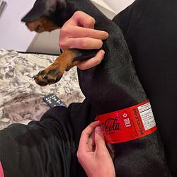 dogcoin
