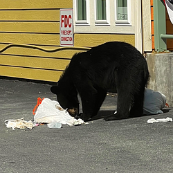 wild bear / SOL