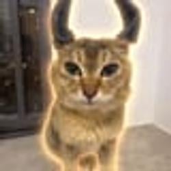 Catbull