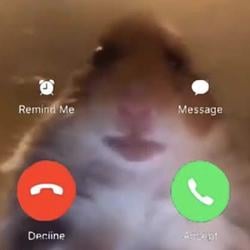 HAMSTER
