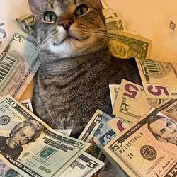 $CC