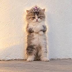 Purrincess