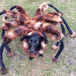 Spider