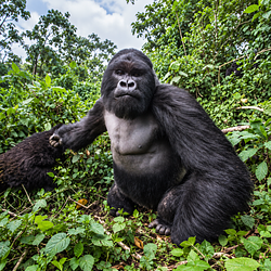 ape