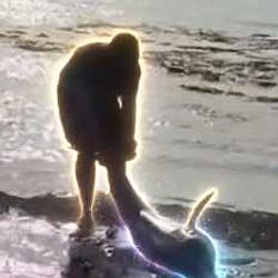 Finn