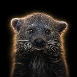 Binturong