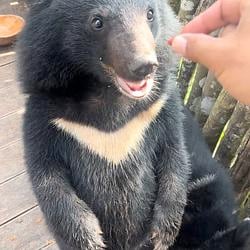 MOONBEAR