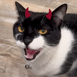 evilkitty / SOL