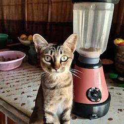 BLENDCAT / SOL