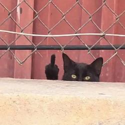 SNEAK