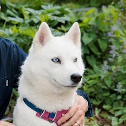 ELSA