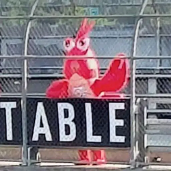 Lobster / SOL